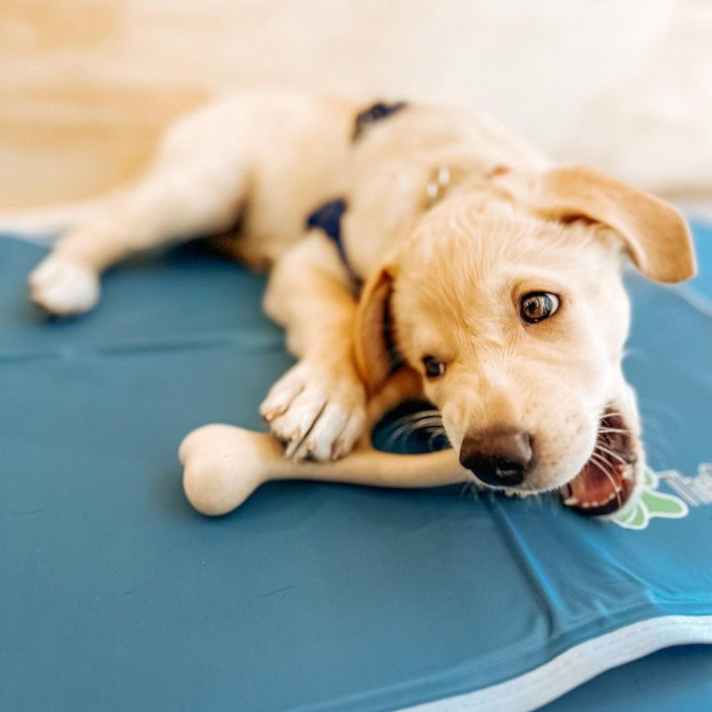 BetterBone SOFT Durability CHEW TOY: Natural Ingredients, Perfect for Teething Puppies, Senior Dogs & Gentle Chewers